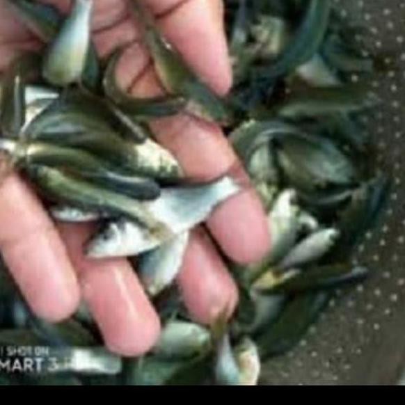 NEW STOCK IKAN TERAPI NILEM /BIBIT IKAN NILEM TERAPI