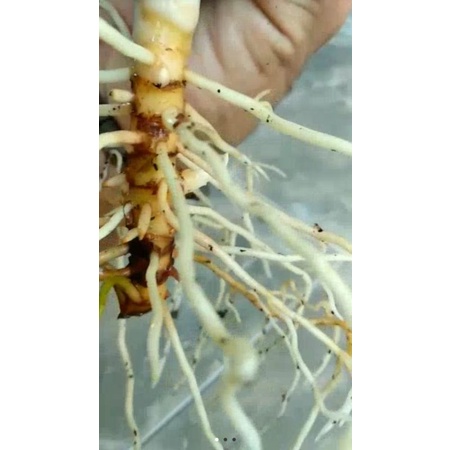 terbaru .bonggol aglonema minionse aslii