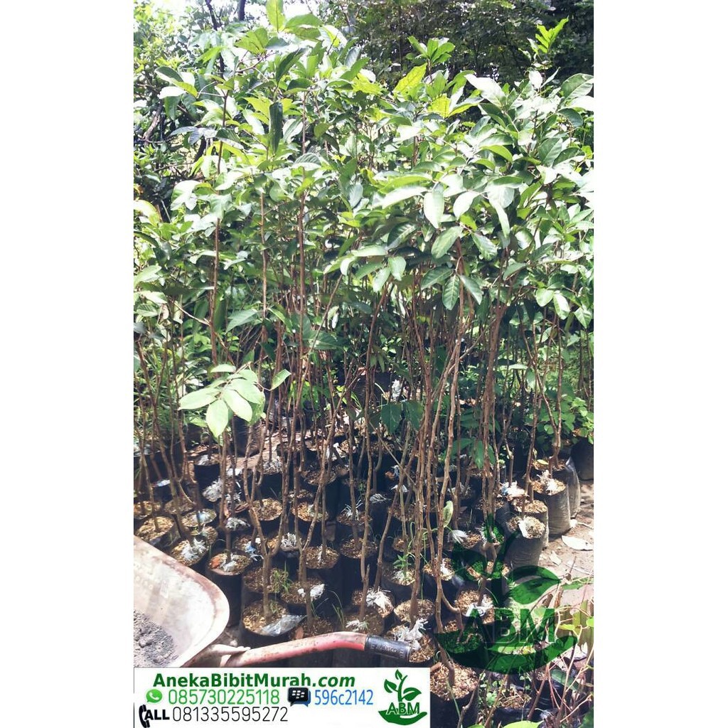 Bibit Buah Rambutan Binjai dan Rapiah Unggulan