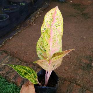  BIG  ROY  Aglonema Tanaman Hias Aglonema Shopee Indonesia