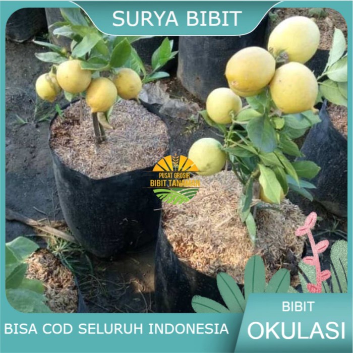 Jeruk Lemon Non Biji berbuah