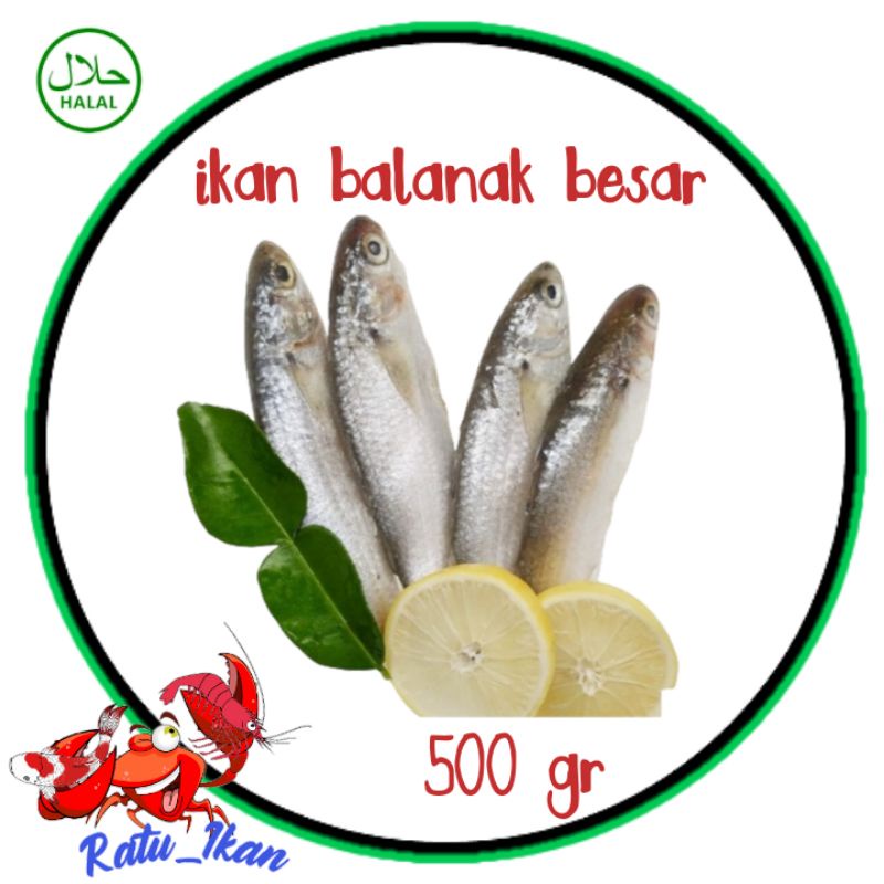 

ikan balanak besar [500gram] ratu ikan