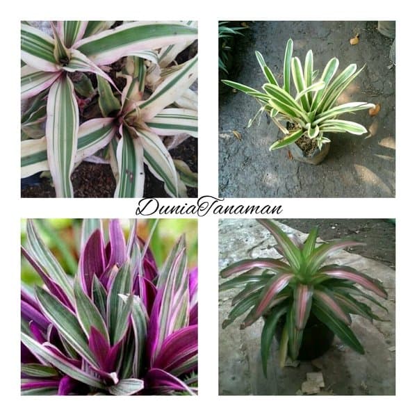 Jual Paket Tanaman Hias 4 Jenis Tanaman Bromelia Nanas Kerang Indonesia Shopee Indonesia