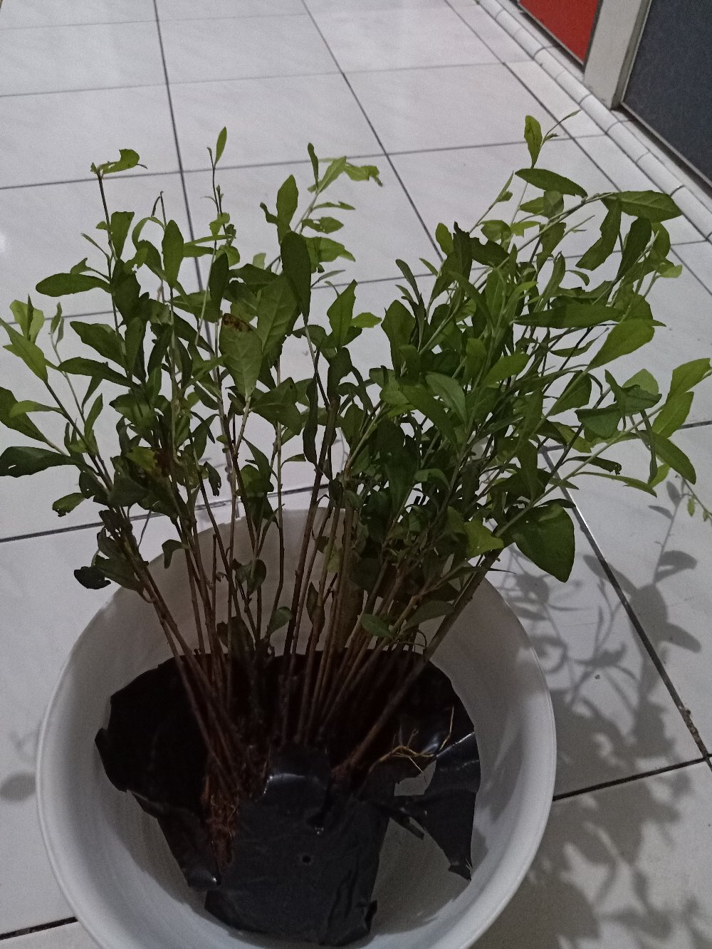 Pohon Lee Kwan Yew / Likuanyu Perbatang