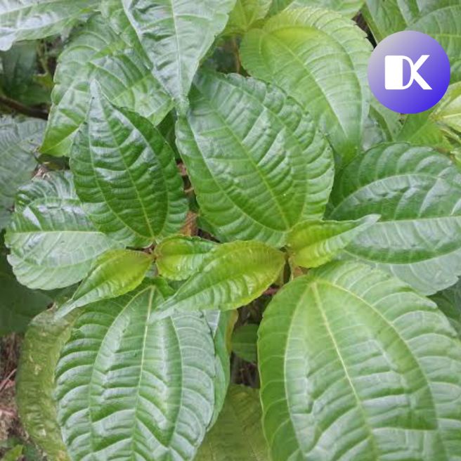 

100 gr Daun pohpohan lalapan segar