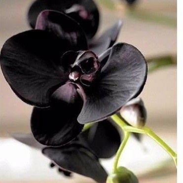 PROMO promo - anggrek dendrobium bunga hitam papua