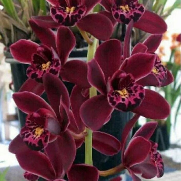 anggrek dendrobium golden red remaja .