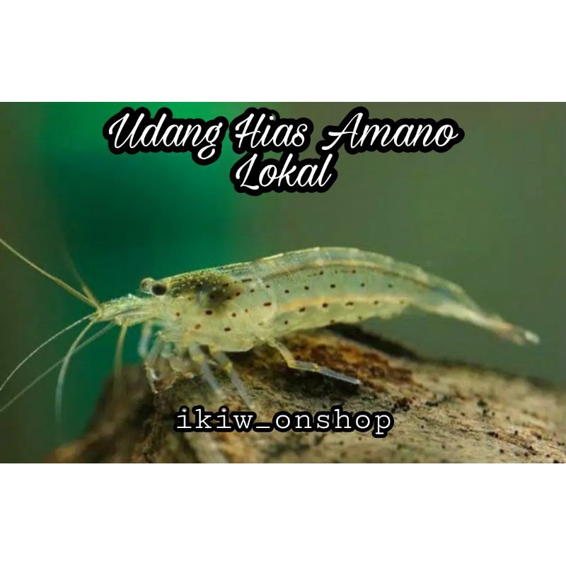 

paket udang hias amano lokal