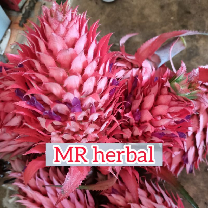 

Nanas merah muda hutan pelancar haid 250 gram per 1 buah