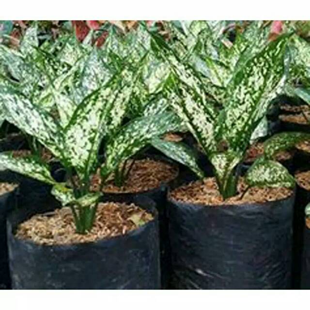 Tanaman hias aglonema snow white/beras tumpah