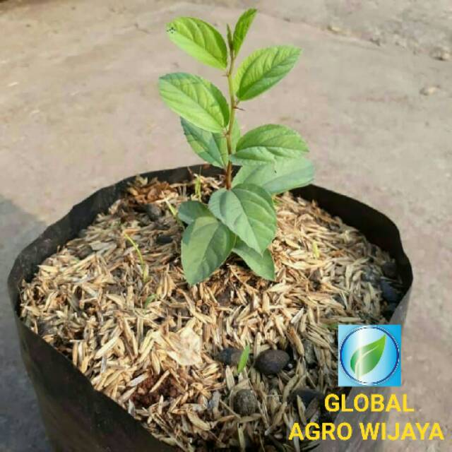 Pohon Bidara Bibit Bidara / Daun Bidara Arab