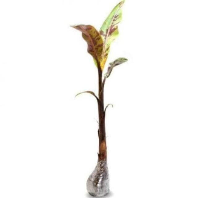 Bibit Tanaman Buah Pisang Merah Sumatra