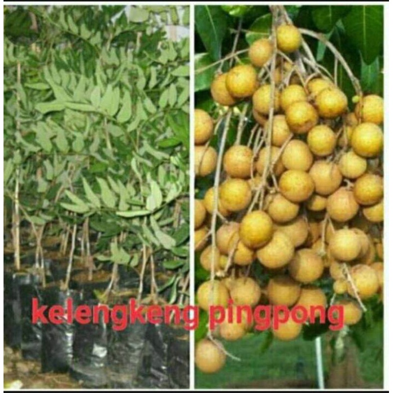 kelengkeng pingpong