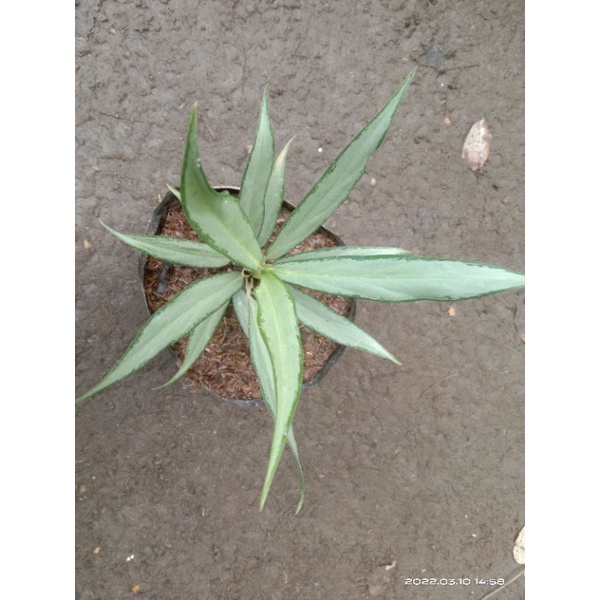 aglaonema bamboo silver lance - white lance - aglaonema lines