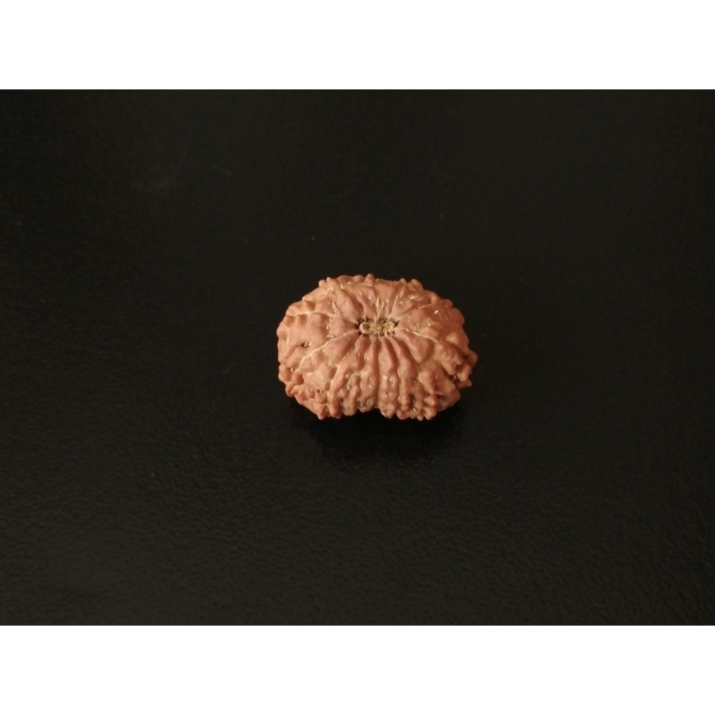 Jenitri Mukhi 12 D18.15x13.75 Liontin Rudraksha Genitri