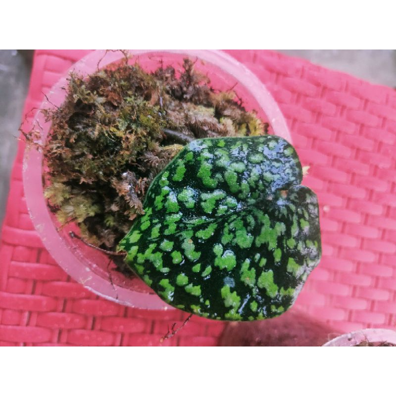 tanaman hias merambat scindapsus snake scale