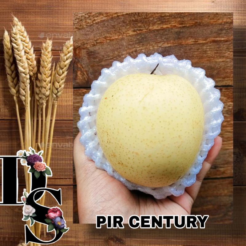 Jual Buah Pir Century 1 Kg Shopee Indonesia 