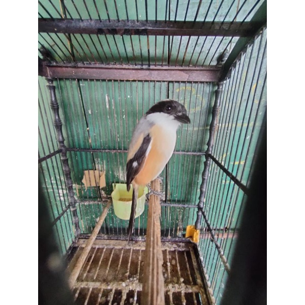 burung pentet jatim setengah jadi
