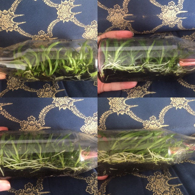 Anggrek Botol Dendro Siap Aklim