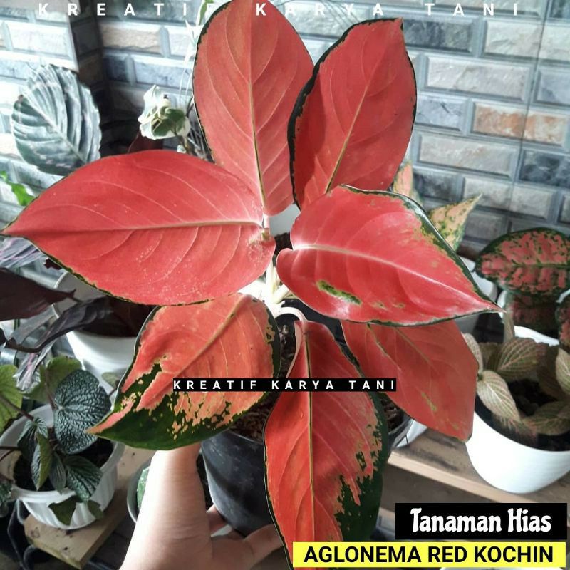 Tanaman Hias Aglonema Kochin - Aglonema Kochin - Kochin