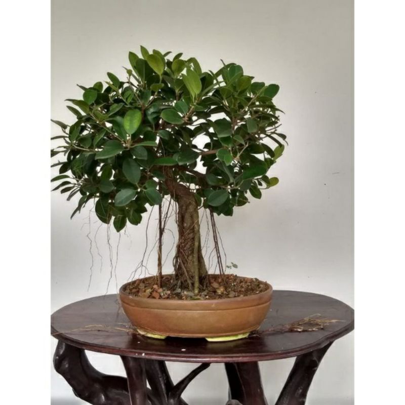 Bahan bonsai dolar~beringin~dolar