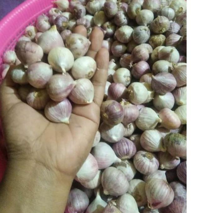 

[Star] Bawang Putih Tunggal jumbo 1kg