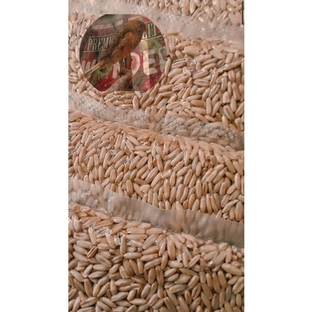 HAVERSEED SUPER HAVER SEED OVEN KUPAS BIJI HAVER OAT PAKAN KENARI YORKSHIRE