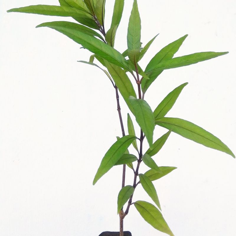 Tanaman Herbal Gandarusa/Bibit Tanaman Gandarusa