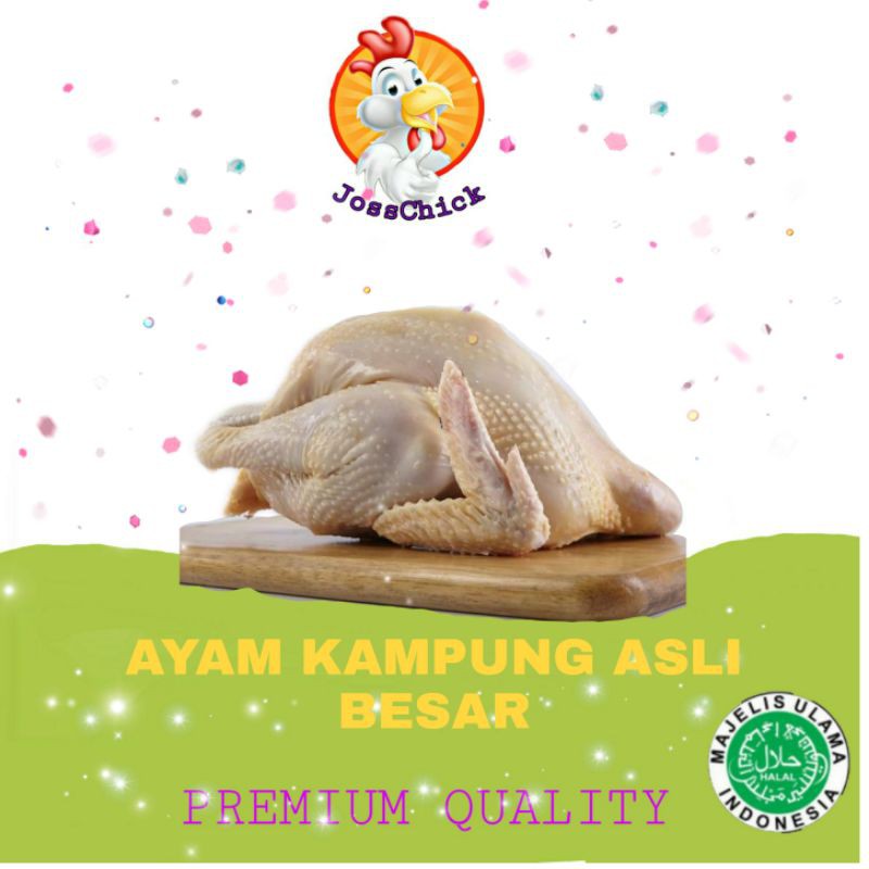 

Ayam Kampung 1-1.1 kg / Ayam Kampung Besar / Ayam Kampung Potong uk 0.9 - 1.1 kg