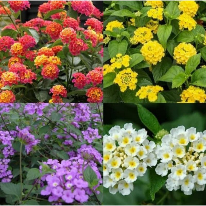 Bunga Lantana - Tanaman Hias Lantana - Pohon Bunga Lantana