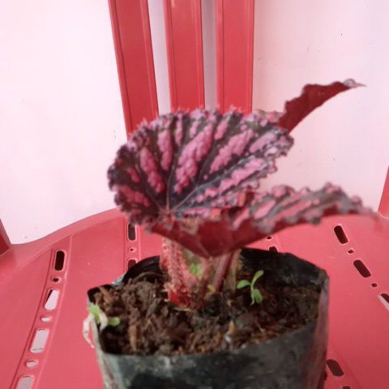 rex walet begonia