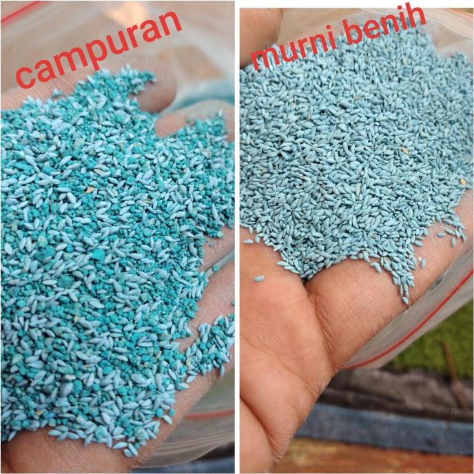 

PROMO MURAH!! benih rumput taman per 100gram