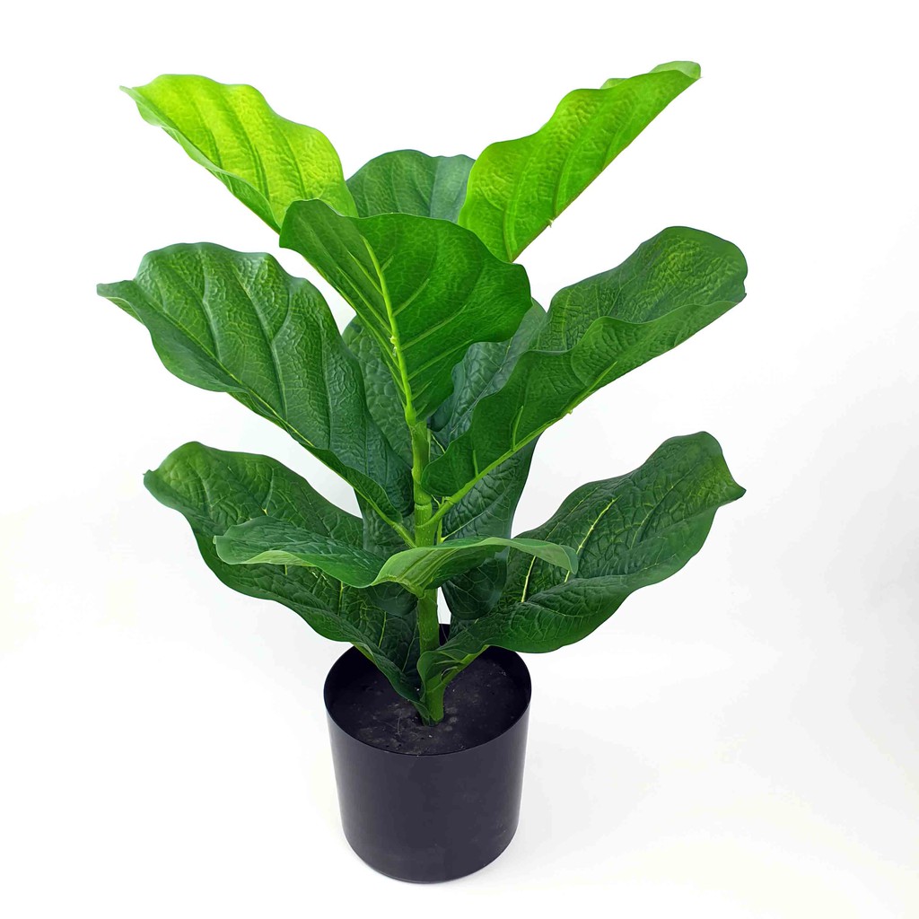 Ketapang Biola  Plastik tinggi 50 cm + pot/ Daun Artificial/ Daun Palsu/ Tanaman Artificial