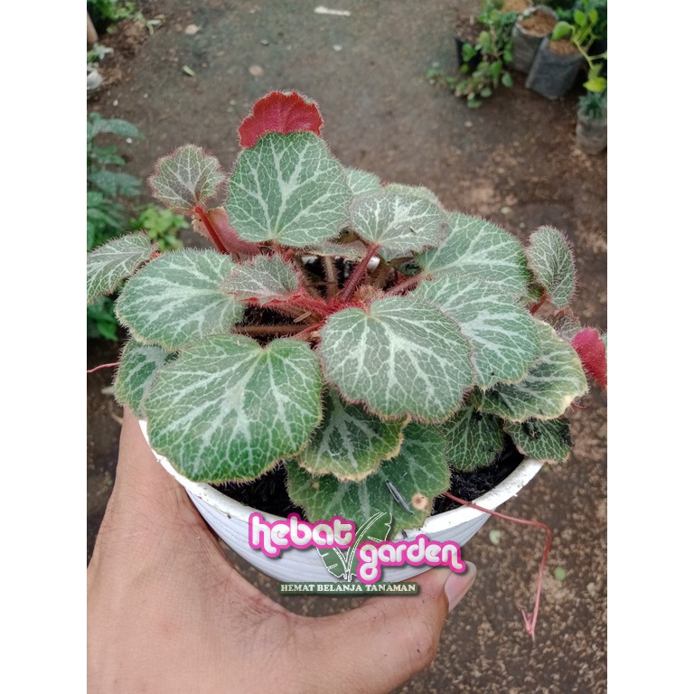 Jual Begonia Strawberry - Saxifraga stolonifera - Begonia stroberi | Shopee  Indonesia