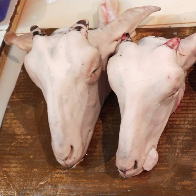 

KEPALA KAMBING SEGAR UTUH