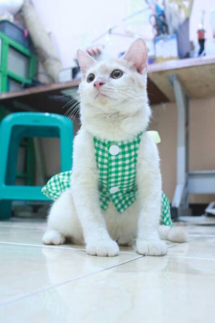 Dress kotak-kotak hijau lucu untuk kucing dan anjing / baju kucing murah size S M L XL