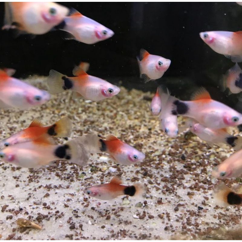 

PLATY CORALINE/ PLATY MICKIMOUSE MIKIMOS