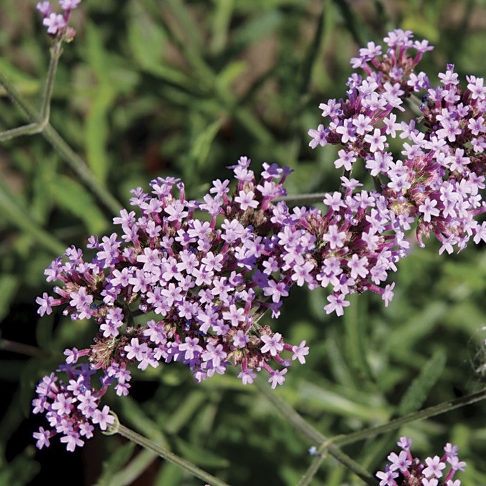 Benih Bibit Biji - Bunga Verbena bonariensis Lollipop Flower Seeds - IMPORT