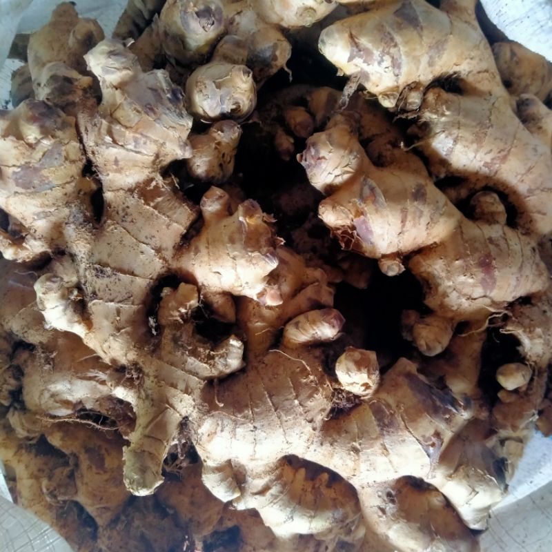 Jahe gajah / Jahe besar / Jahe badak / Jahe gajah segar / Jahe segar (500gr)