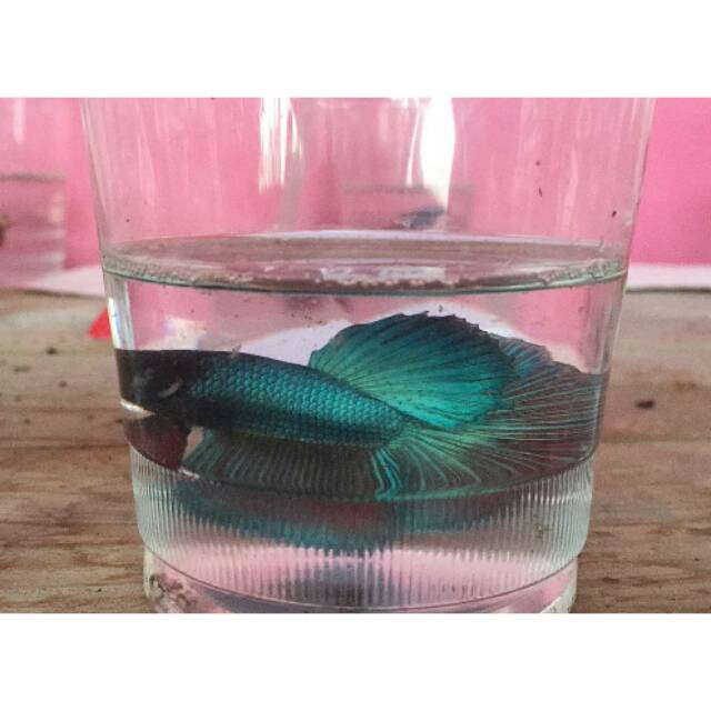 PAKET IKAN CUPANG HALFMOON 5 EKOR