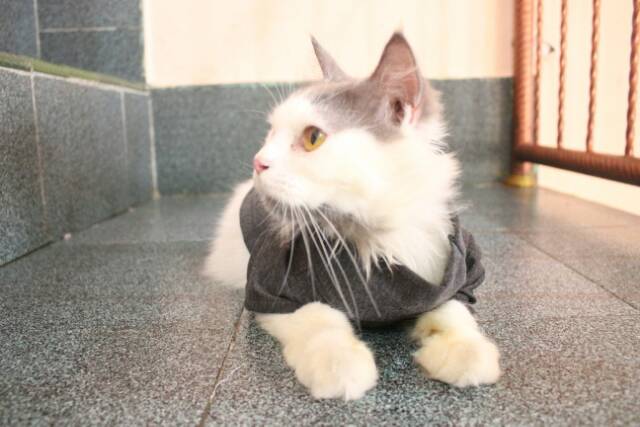 Kaos ala korea turtleneck untuk kucing dan anjing /Jual Baju Kucing Murah Terlengkap Size S-XL