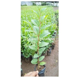 PROMO BIDARA ARAB PENGUSIR JIN/RUQYAH (BELI 5 GRATIS 1)