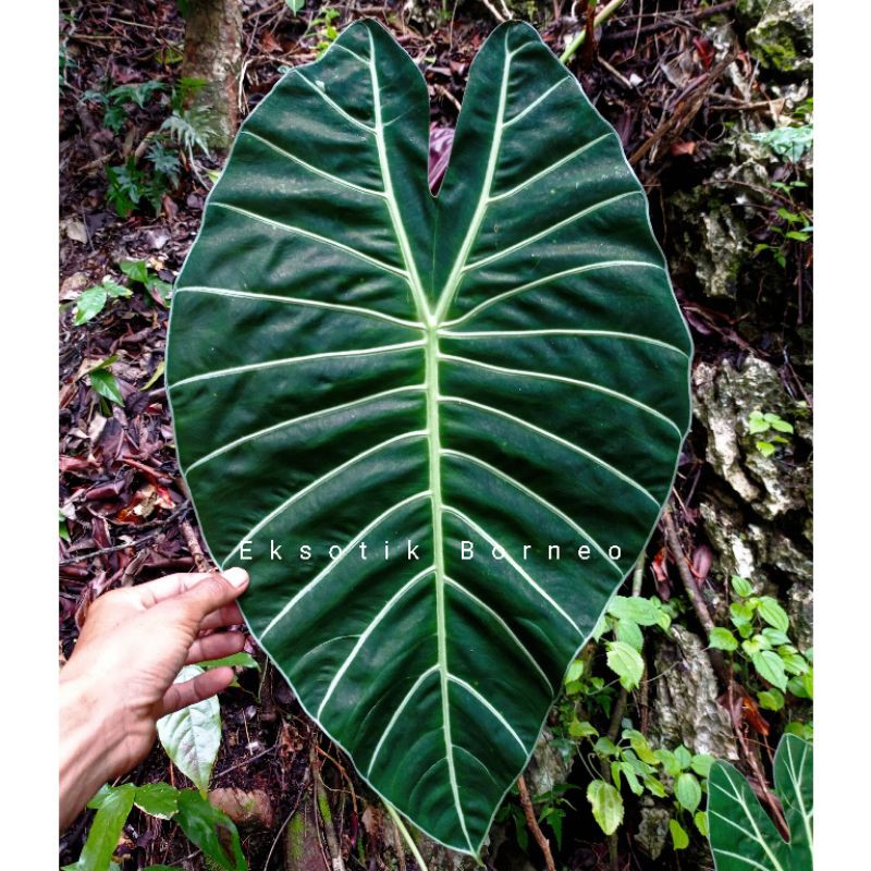 alocasia sp Meratus paket 10kg/-+100biji