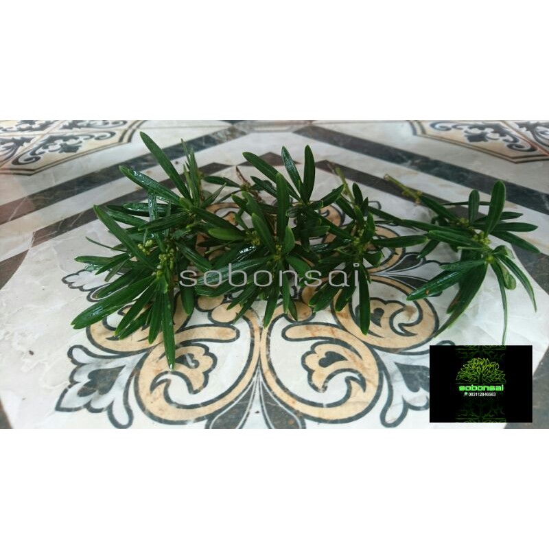 LOHANSUNG LIDAH BURUNG MIKRO(ENTRES)