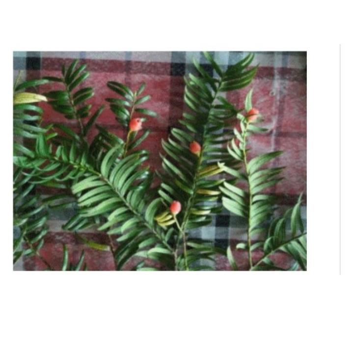 Banyak★ Taxus Sumantrana KD136