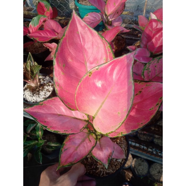 tanaman hias aglonema pink catrina dewasa