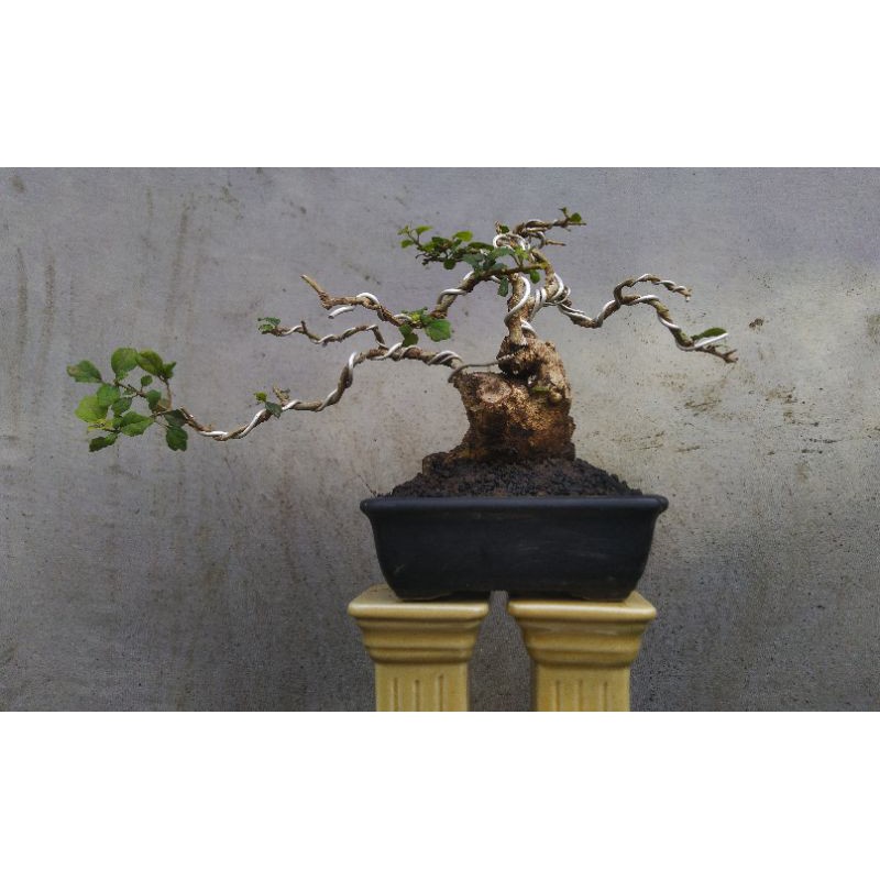 WARENG BINTANG (Gmelina Elliptica)  kaki bebek