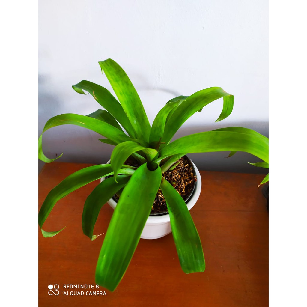 Bromelia Hijau