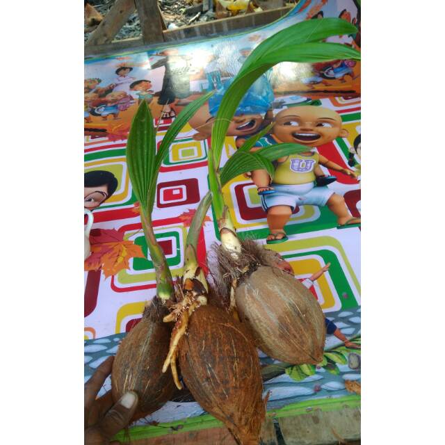 Bakal Bonsai klapa mininon dan kelapa hijau daun unik