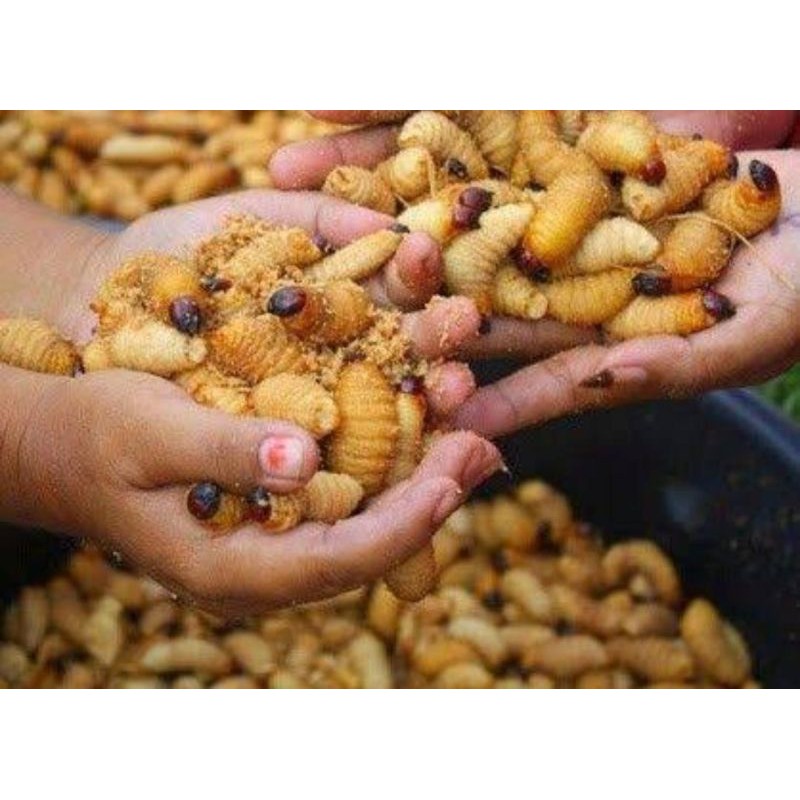 

ULAT SAGU ATAU ULAM KAWUNG 10 biji